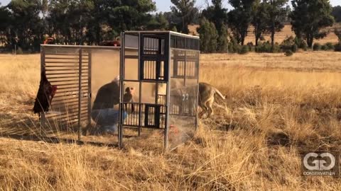 Human Lion Cage at GG Conservation