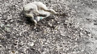 Ruby chasing her tail￼