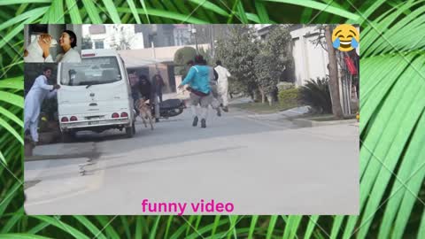 best funny dog video