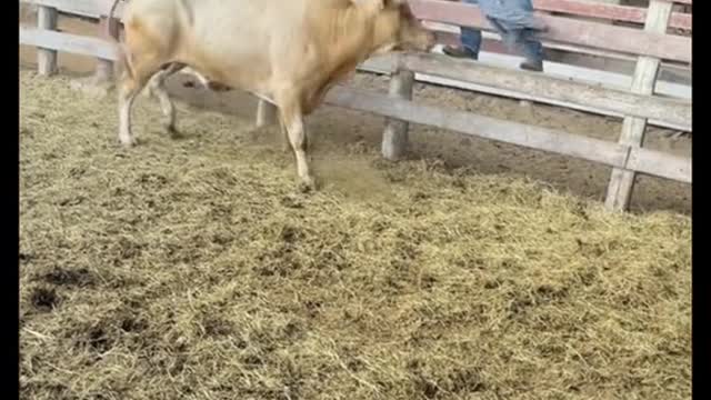 At a sale barn yes at home when you know w