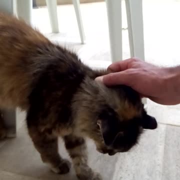 Il gatto del 4 agosto 2021