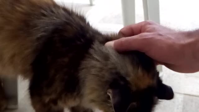 Il gatto del 4 agosto 2021