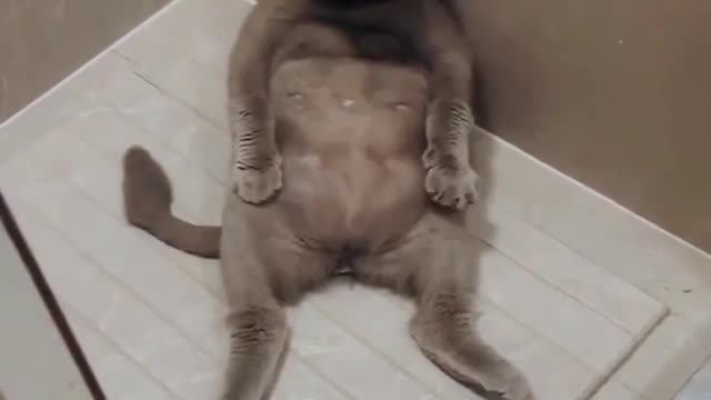 Funny Animal Video
