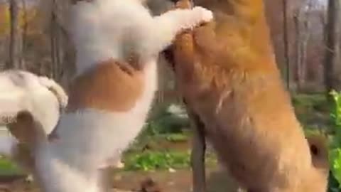 Chicken and puppy's love capture in video