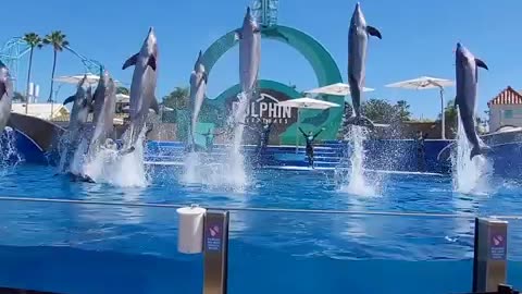 Awesome performance by our dolphins