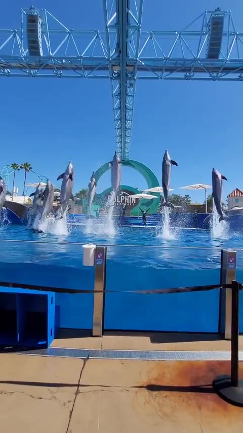 Awesome performance by our dolphins