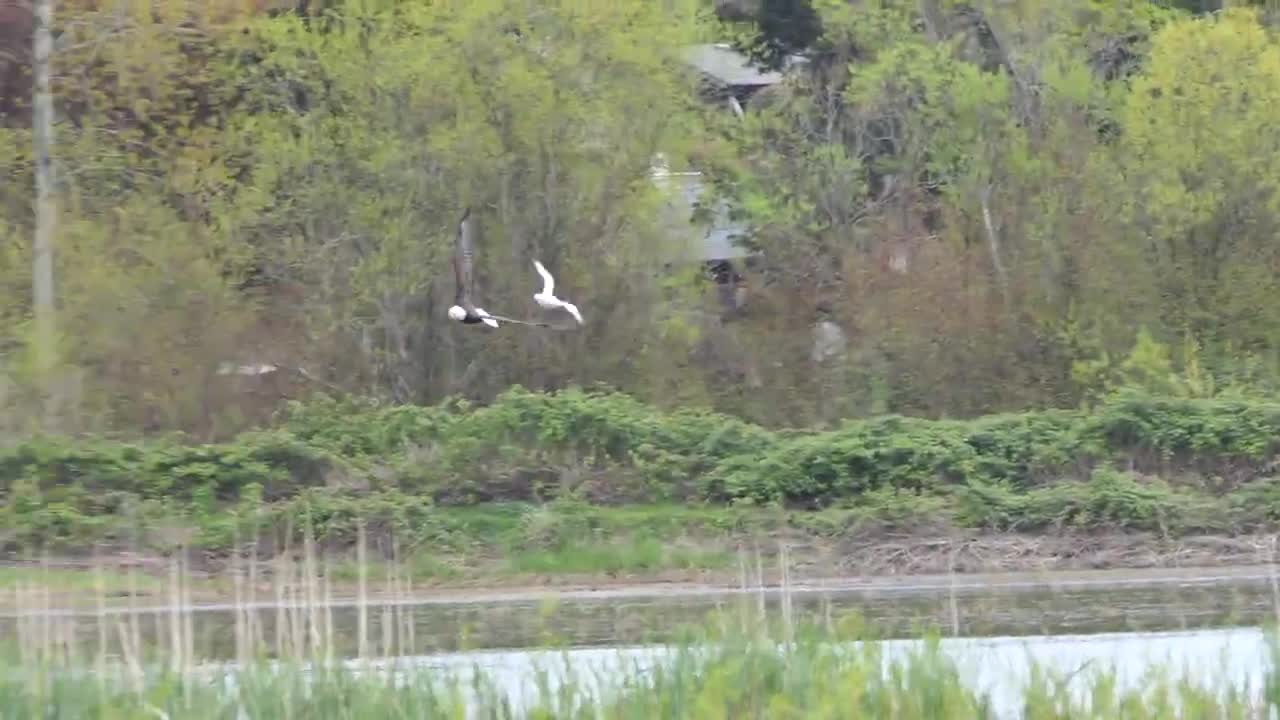 Ross Goose being chased by a Bald Eagle, Panama Flats, Victoria BC