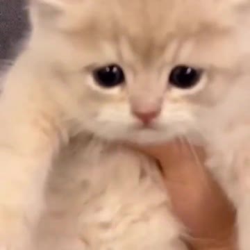 Cats funny videos _ funny videos cats and pets #shorts