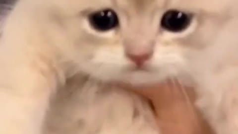 Cats funny videos _ funny videos cats and pets #shorts