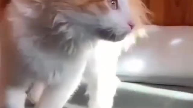 cute and adorable animal levels