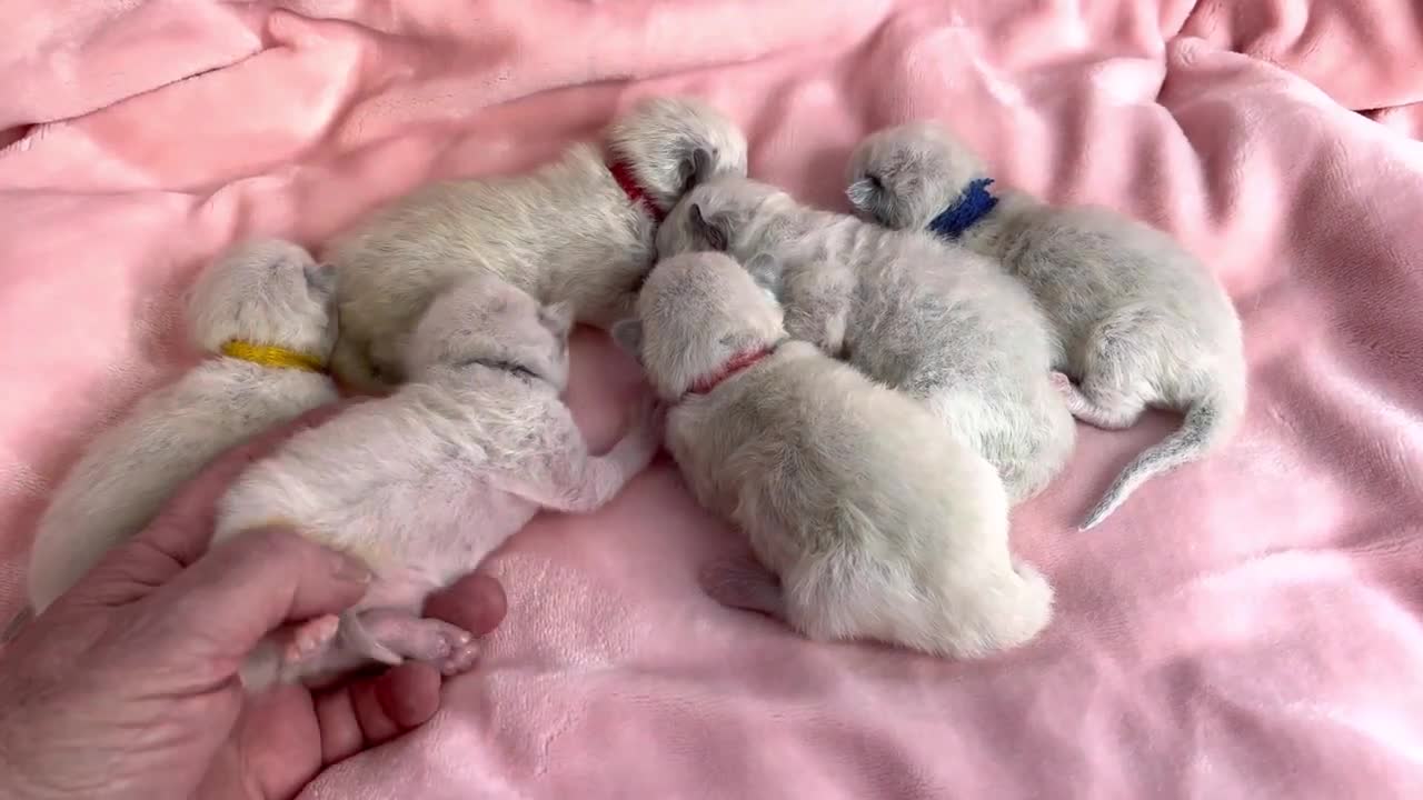 One week old Ragdoll Kiitens