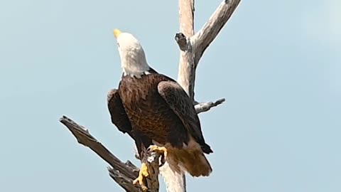 #birds, video 📷#bird, 🐦🐦🐦🐦🐦🐦