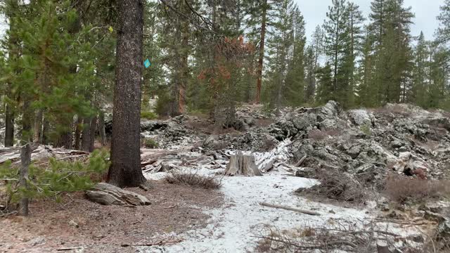 Classic Central Oregon Pine Forest – Edison Sno-Park – 4K