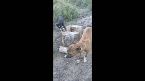 Trapping & Hunting cougars (with dogs)