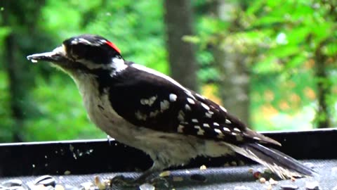 Downy Woodpecker