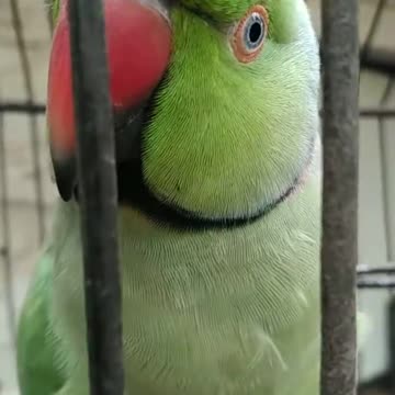 Cute ❤️ parrot toking parrot best tok in Marathi ♥️ MI mithu