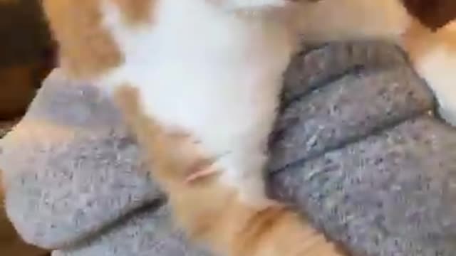 Cat Becomes A Backpack & Loves It!