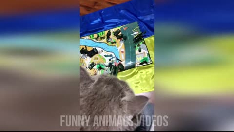 Funny Animal Momment