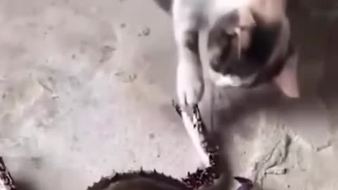 Funniest Cats and Dogs Videos 😂😂