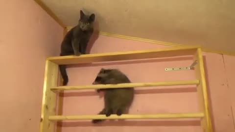 A Raccoon Slapping a Cat