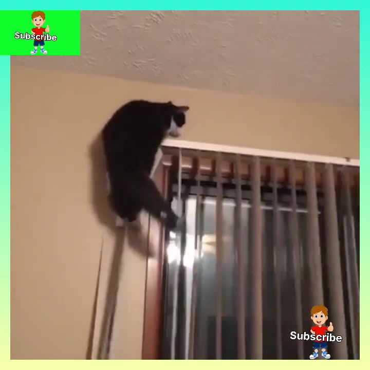 funny videos 🤣 xaxa