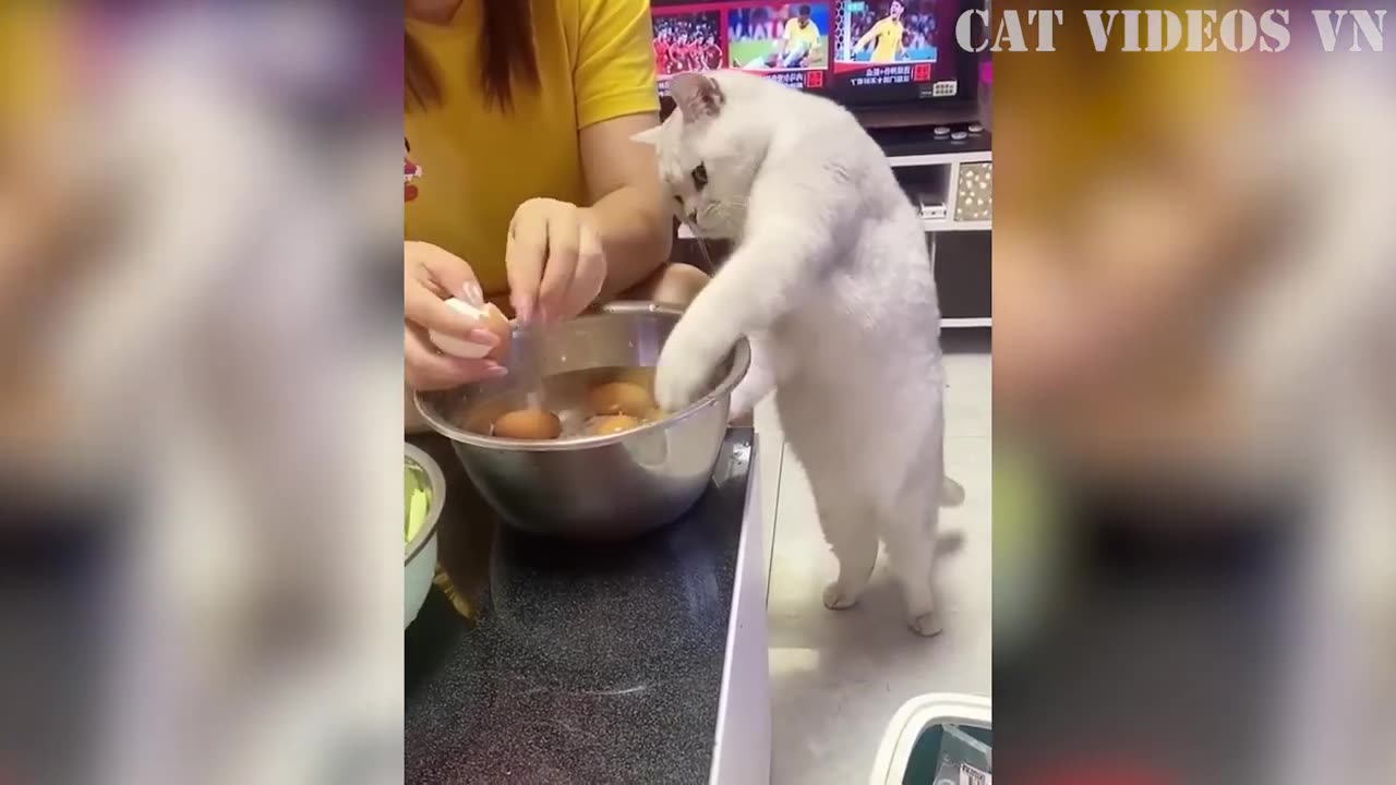 Funniest Cats and Dogs Compilation | Best Funniest Video 2023 | Funny Animal Videos