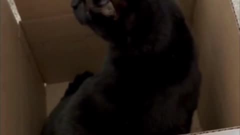 Adopting a Cat from a Shelter Vlog - Cute Precious Piper is a Postal Inspector in the Office #shorts