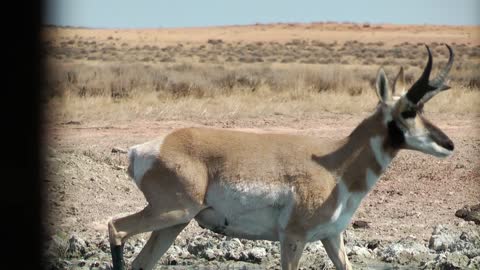 Pete Jr's Archery Antelope Hunt 2012