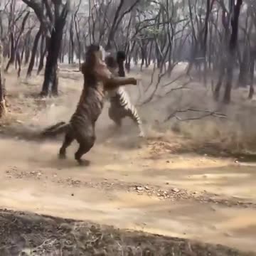 Two Tigers get into a major cat fight!