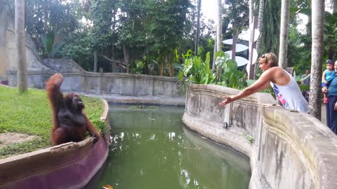 Clever Orangutan Makes a Fair Trade With Human