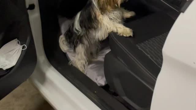 Elvis wants to go for a ride