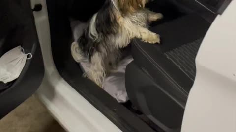 Elvis wants to go for a ride