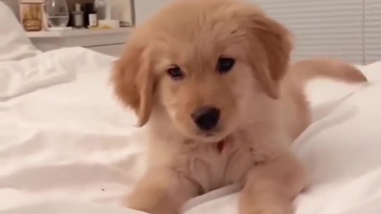 Funny dog video !