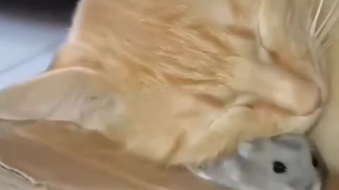 Funniest video of cat