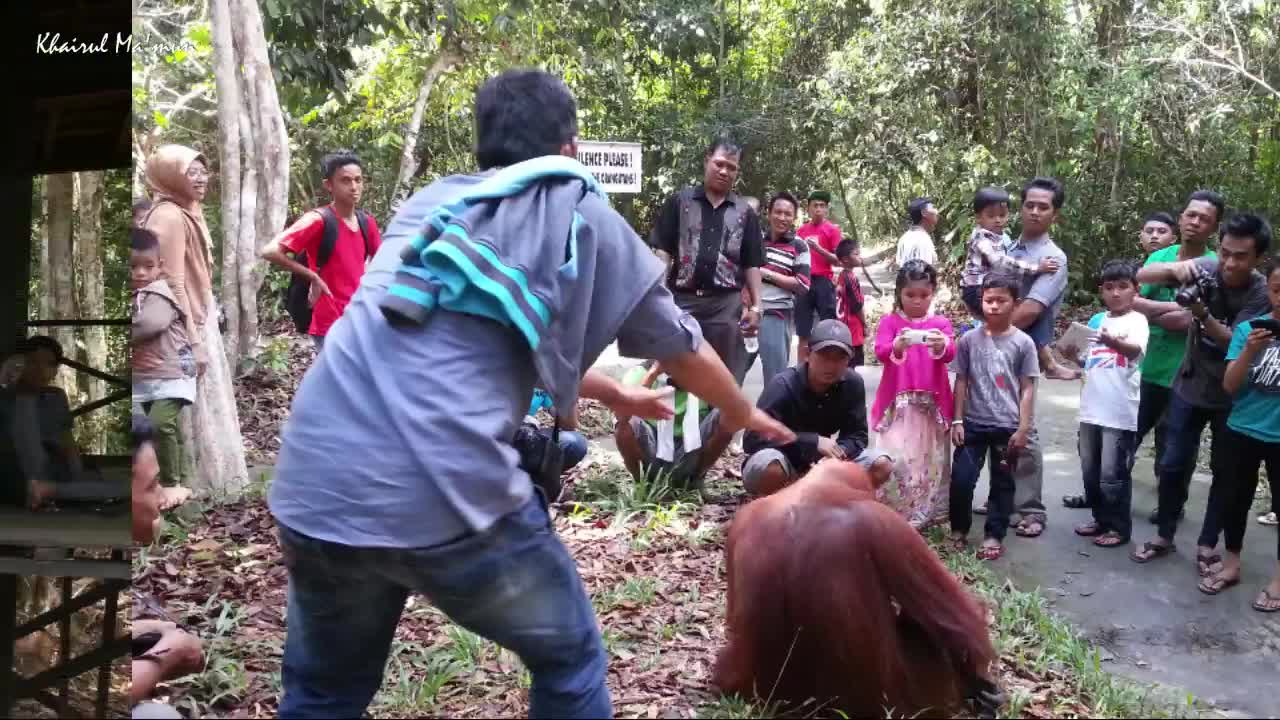 Orang Utan at Taman Nasional Tanjung Puting