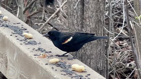 Red wing black birds owned the joint