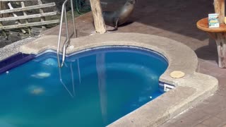 Sea Lion Comes on Land, Swims in Pool and Steals Man's Chair