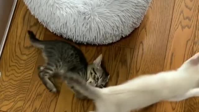 Cute kitten video