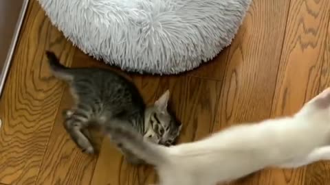 Cute kitten video