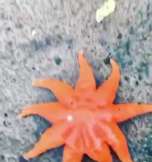 starfish