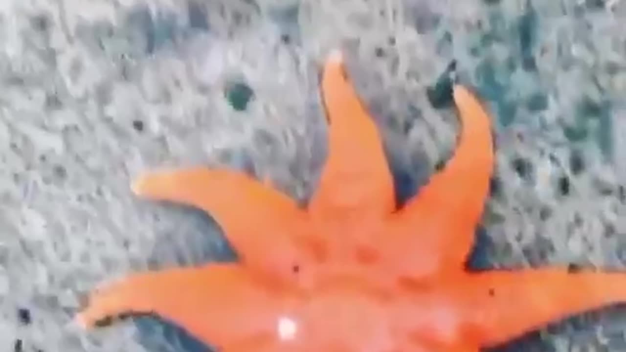 starfish