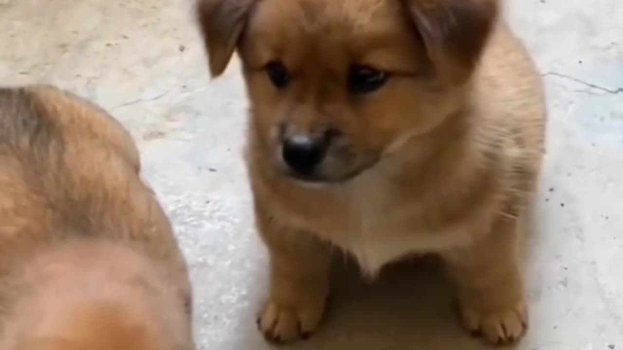 Dog parti