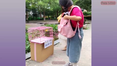 Cute Puppy Pomeranian videos | funny video