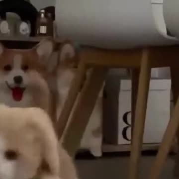 so cute 🥰🥰 🥰🥰🥰🥰