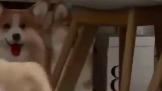 so cute 🥰🥰 🥰🥰🥰🥰