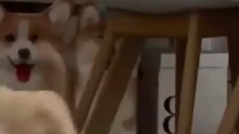 so cute 🥰🥰 🥰🥰🥰🥰