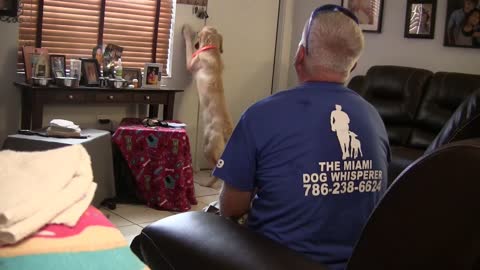 Teaching Service dogs to turn on and off lights