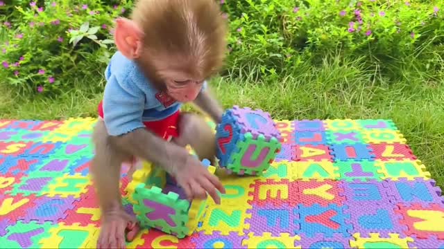MONKEY VIDEO HARVESTS FRUIT in the garden and puppy go to a picnic to eat lunch