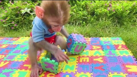 MONKEY VIDEO HARVESTS FRUIT in the garden and puppy go to a picnic to eat lunch