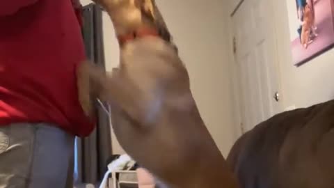 Excited Dog Pees During Hug